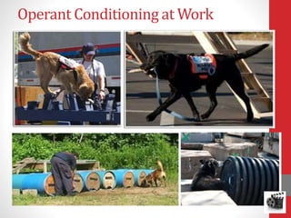 Operant Conditioning at Work
 