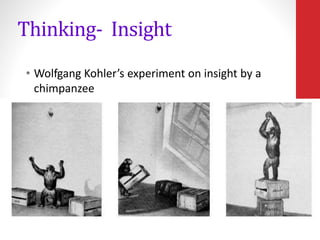 Thinking- Insight
• Wolfgang Kohler’s experiment on insight by a
chimpanzee
 