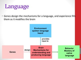 Language
• Genes design the mechanisms for a language, and experience fills
them as it modifies the brain
Genes
Environment
spoken language
heard
Brain
Mechanisms for
understanding and
producing language
Behavior
Mastery of
native
language
provides
input to
design
 