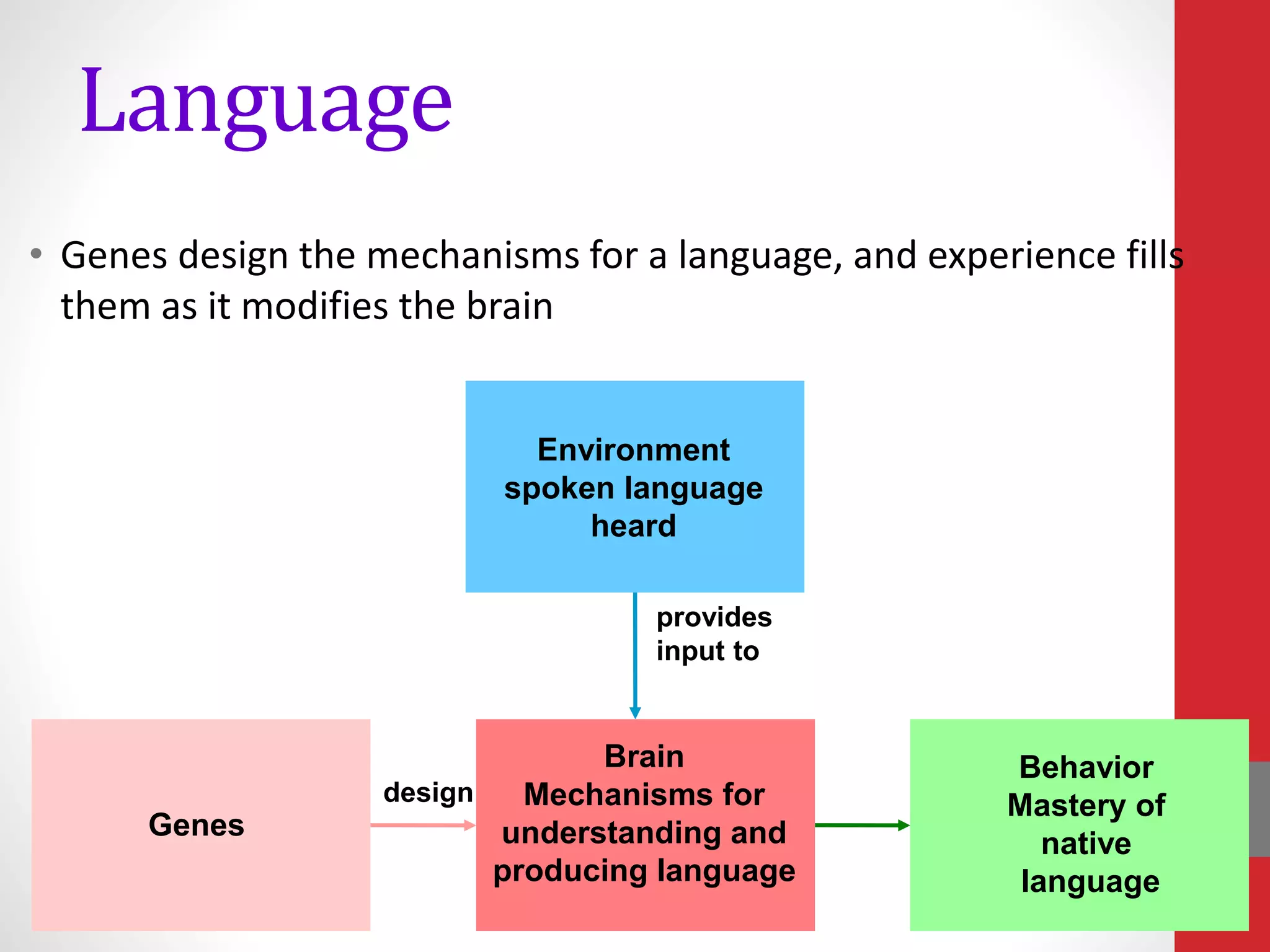 Language
• Genes design the mechanisms for a language, and experience fills
them as it modifies the brain
Genes
Environment
spoken language
heard
Brain
Mechanisms for
understanding and
producing language
Behavior
Mastery of
native
language
provides
input to
design
 