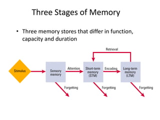 Psychology freshman course psy 1011 Note 2.pdf