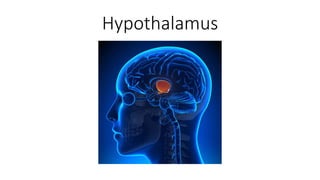 Hypothalamus
 