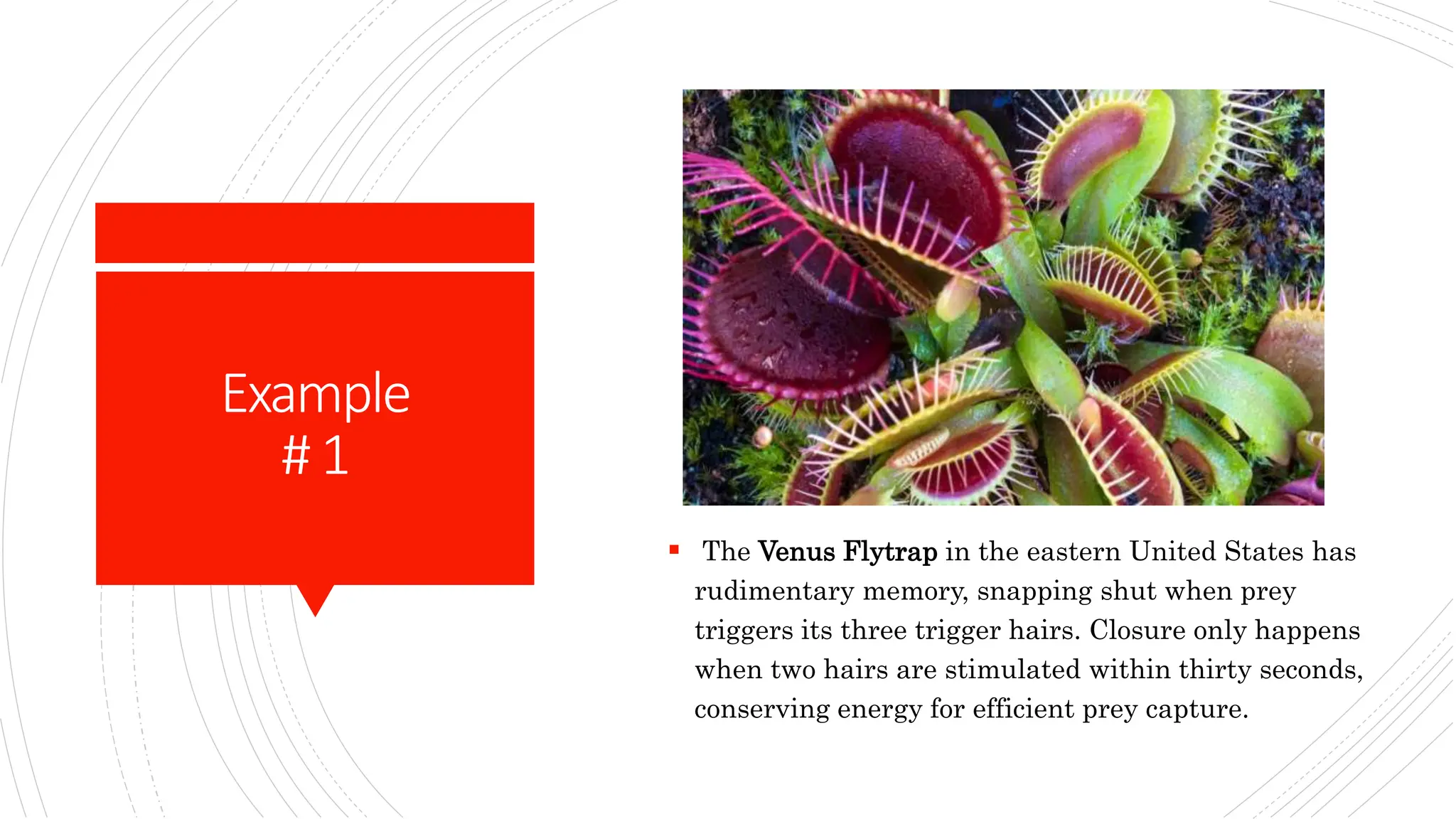 Examples Rudimentary Memory, Its Components, Its Types, Seven Sins of Memory, Strategies to ...