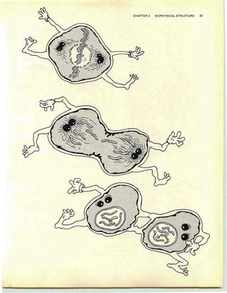 CHAPTER 2 TURE 37YS ICA L STRUCSIOPH
 