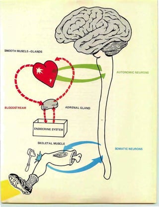SMOOTH MUSCLE-GLANDS
BLOODSTREAM
ENDOCRINE SYSTEM
SKELETAL MUSCLE
ADRENAL GLAND
AUTONOMIC NEURONS
SOMATIC NEURONS
 