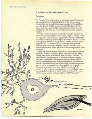 52 BIOPHYSICAL BASES
STRUCTURE IOF THE NERVOUS SYSTEM
The neuron
The "neuron " iis a cell. It evolved to assume the special function of
st imulus transfer. It is th e building block of the nervous system .
Neurons form merves, and the intricate structures of the spinal cord
and brain. But" first of all, neurons are cells. They have cell mem-
branes enclosimg a nucleus . Th e nucleus and other structures burn
fuel, keep the c ell alive, and produce other substances it needs to
function.
Neurons conne in many shapes and sizes. Som e, for instance, are
drawn out in long th in strands many feet in length. A sensory neuron
- a single cell - goes from yo ur big toe all the way up to the middle
of yo ur back. The long drawn-out part of the cell is called the "axon".
It's the part of th e neuron that pro vides a path for stimuli to travel
long distances. Th e other end of the neuron has many tree-like
branches called! "dendrites". Impulses flow into dendrites, then
travel down the axon. Nerves are axons that run alongside each other
in bundles.
Nerves that nransfer sensor y stimuli to th e central nervous system
are called "afferent", or sensory nerves. They deal with the senses:
hearing, sight, itouch , temperature, taste, and smell. " Efferent", or
motor neurons , provide transfer in the other direction. Impulses
from inner stnnctures are transferred to muscles, causing them to
contract, movimg some of the creature's body parts. Other neurons
are relays shunting impulses caused by outside stimuli to other parts,
often to motor' neuron pathways that lead back out to muscles.
These relay neutrons are sometimes called "interneurons". They
connect to oth.er neurons, making chain s or networks that are quite
complex and whose function is only partly understood. The point
where neurons connect with each other is called a "synapse".
RECEPTOR CELL
MUSCLE
 