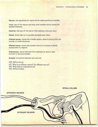 CHAPTER 3 PHYSIOLOGICAL PROCESSES 53
Neuron: cell specialized for rapid and far reaching stimulus transfer.
Axon: part of the neuron cell body that transfers stimuli across the
greatest distances.
Dendrite: that part of the neuron that receives a stimulus input.
Nerves: axons that run in bundles alongside each other.
Afferent nerves: nerves that transfer sensory stimuli coming from the
outside, to inside structures.
Efferent nerves: nerves that transfer stimu Ii to muscles or glands,
causing them to respond.
Interneurons: neural cells that form pathways to serve a relay
function in stimulus transfer.
Synapse: connection between two neurons.
Define neuron.
.... . ..... -
What is an afferent neuron? An efferent neuron?
What does an interneuron do?
Define synapse.
SPINAL COLUMN
AFFERENT NEURON
EFFERENT NEURON
 