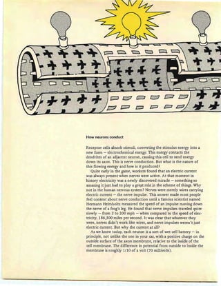 How neurons conduct
Receptor cells absorb stimuli, converting the stimulus energy into a
new form - electrochemical energy. This energy contacts the
dendrites of an adjacent neuron, causing this cell to send energy
down its axon. This is nerve conduction. But what is the nature of
this flowing energy and how is it produced?
Quite early in the game, workers found that an electric current
was always present when nerves were active. At that moment in
history electricity was a newly discovered miracle - something so
amazing it just had to playa gre?-trole in the scheme of things. Why
not in the human nervous system? Nerves were merely wires carrying
electric current - the nerve impulse. This answer made most people
feel content about nerve conduction until a famous scientist named
Hermann Helmholtz measured the speed of an impulse moving down
the nerve of a frog's leg. He found that nerve impulses traveled quite
slowly - from 2 to 200 mph - when compared to the speed of elec-
tricity, 186,300 miles per second. It was dear that whatever they
were, nerves didn't work like wires, and nerve impulses weren't just
electric current. But why the current at all?
As we know today, each neuron is a sort of wet cell battery - in
principle, not unlike the one in your car, with a positive charge on the
outside surface of the axon membrane, relative to the inside of the
cell membrane. The difference in potential from outside to inside the
membrane is roughly 1110 of a volt (70 millivolts).
 
