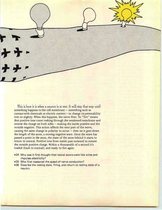 This is how it is when a neuron is at rest. it wili stay that way until
something happens to the cell membrane - something such as
contact with chemicals or electric current - to change its permeability
ever so slightly. When this happens, the nerve fires. To "fire" means
that positive ions come rushing through the weakened membrane and
reverse the charge on both sides - making the inside positive and the
outside negative. This action affects the next part of the nerve,
causing the same change in polarity to occur - then on it goes down
the length of the axon, a moving negative wave. Once the wave has
passed a point in the axon, the state of the axon behind it starts to
return to normal. Positive ions from inside pass outward to restore
the outside positive charge. Within a thousandth of a second it's
loaded (back to normal), and ready to fire again.
-34 Why was it first thought that neural axons were like wires and
impulses electricity?
,- 35 Who first measured the speed of nerve conduction?
-36 Describe the resting state, firing, and return to resting state of a
neuron.
 