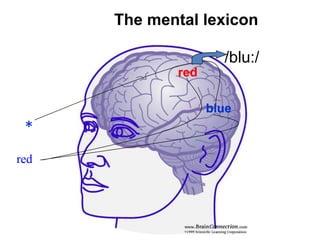 The mental lexicon
red
*
/blu:/
red
blue
red
blue
red
blue
red
blue
red
blue
 