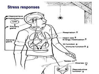Stress responses
 