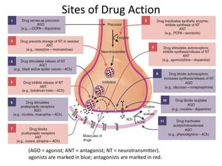 Sites of Drug Action
(AGO = agonist; ANT = antagonist; NT = neurotransmitter).
agonists are marked in blue; antagonists are marked in red.
 