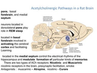Acetylcholinergic Pathways in a Rat Brain
located in the medial septum control the electrical rhythms of the
hippocampus and modulate formation of particular kinds of memories
There are two types of ACh receptors: Nicotinic and Muscarinic
nicotinic receptors in the brain, presynaptic facilitation, smoke
Antagonists : muscarinic – Atropine, nicotinic - Curare
pons, basal
forebrain, and medial
septum
neurons located in
dorsolateral pons play
role in REM sleep
located in basal
forebrain involved in
activating the cerebral
cortex and facilitating
Learning
 