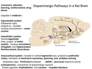 Dopaminergic Pathways in a Rat Brain
mesocortical system - located in ventral tegmental area. projects to prefrontal
cortex. formation of short-term memories, planning, and problem solving
Substantia nigra - Parkinson’s disease (ADHD) - decreased dopamine activity
schizophrenia - overactivity of dopaminergic neurons
Known agonists: amphetamine and cocaine – reuptake blockers
movement, attention,
learning, reinforcement, drug
abuse
originate in midbrain :
nigrostriatal system
Substantia nigra,
projects to - caudate
nucleus and putamen – motor
control
mesolimbic system
Ventral tegmental
Area, project to limbic
system - nucleus accumbens,
amygdala, and hippocampus.
Reinforcement, Drud abuse
 
