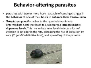 Behavior-altering parasites
• parasites with two or more hosts, capable of causing changes in
the behavior of one of their hosts to enhance their transmission
• Toxoplasma gondii attaches to the hypothalamus in rats
(intermediate host) that leads to a widespread increase in host
dopamine levels, This rise in dopamine levels induces a loss of
aversion to cat odor in the rats, increasing the risk of predation by
cats, (T. gondii's definitive host), and spreadfing of the parasite.
 