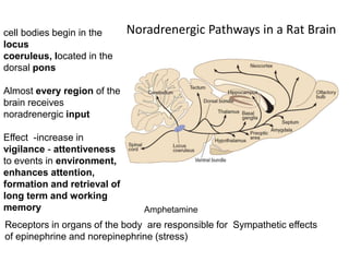 Noradrenergic Pathways in a Rat Brain
Receptors in organs of the body are responsible for Sympathetic effects
of epinephrine and norepinephrine (stress)
cell bodies begin in the
locus
coeruleus, located in the
dorsal pons
Almost every region of the
brain receives
noradrenergic input
Effect -increase in
vigilance - attentiveness
to events in environment,
enhances attention,
formation and retrieval of
long term and working
memory Amphetamine
 
