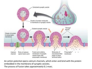 An action potential opens calcium channels, which enter and bind with the protein
embedded in the membrane of synaptic vesicles.
The process of fusion takes approximately 0.1 msec.
 