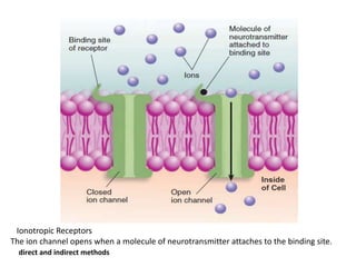 Ionotropic Receptors
The ion channel opens when a molecule of neurotransmitter attaches to the binding site.
direct and indirect methods
 