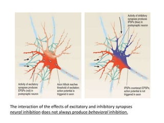 The interaction of the effects of excitatory and inhibitory synapses
neural inhibition does not always produce behavioral inhibition.
 