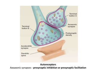 Autoreceptors
Axoaxonic synapses - presynaptic inhibition or presynaptic facilitation
 