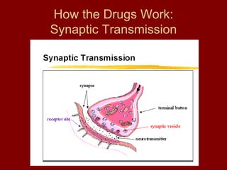 How the Drugs Work: 
Synaptic Transmission 
 