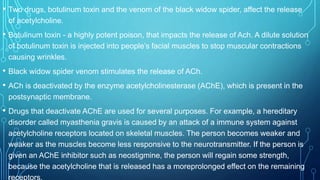 • Two drugs, botulinum toxin and the venom of the black widow spider, affect the release
of acetylcholine.
• Botulinum toxin - a highly potent poison, that impacts the release of Ach. A dilute solution
of botulinum toxin is injected into people’s facial muscles to stop muscular contractions
causing wrinkles.
• Black widow spider venom stimulates the release of ACh.
• ACh is deactivated by the enzyme acetylcholinesterase (AChE), which is present in the
postsynaptic membrane.
• Drugs that deactivate AChE are used for several purposes. For example, a hereditary
disorder called myasthenia gravis is caused by an attack of a immune system against
acetylcholine receptors located on skeletal muscles. The person becomes weaker and
weaker as the muscles become less responsive to the neurotransmitter. If the person is
given an AChE inhibitor such as neostigmine, the person will regain some strength,
because the acetylcholine that is released has a moreprolonged effect on the remaining
receptors.
 