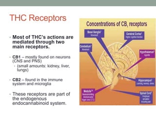 THC Receptors
• Most of THC’s actions are
mediated through two
main receptors.
• CB1 – mostly found on neurons
(CNS and PNS)
• (small amounts: kidney, liver,
lungs)
• CB2 – found in the immune
system and microglia
• These receptors are part of
the endogenous
endocannabinoid system.
 