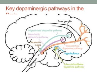 Key dopaminergic pathways in the
Brain
 
