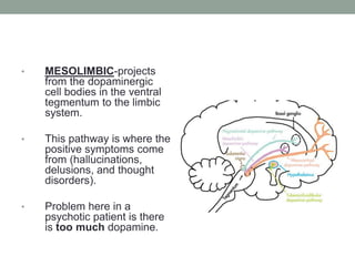 • MESOLIMBIC-projects
from the dopaminergic
cell bodies in the ventral
tegmentum to the limbic
system.
• This pathway is where the
positive symptoms come
from (hallucinations,
delusions, and thought
disorders).
• Problem here in a
psychotic patient is there
is too much dopamine.
 