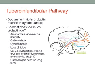 Tuberoinfundibular Pathway
• Dopamine inhibits prolactin
release in hypothalamus;
• So what does too much
prolactin do?
• Amenorrhea, anovulation,
infertility
• Galactorrhea
• Gynecomastia
• Loss of libido
• Sexual dysfunction (vaginal
dryness, erectile dysfunction,
anorgasmia, etc.) (19)
• Osteoporosis over the long
term
 