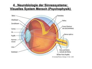 4 . Neurobiologie der Sinnessysteme:4 . Neurobiologie der Sinnessysteme:
Visuelles System Mensch (Psychophysik)Visuelles System Mensch (Psychophysik)
 