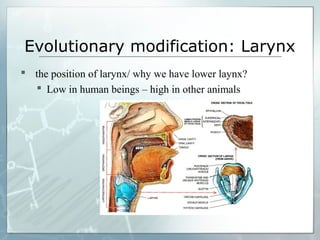Evolutionary modification: Larynx
 the position of larynx/ why we have lower laynx?
 Low in human beings – high in other animals
 