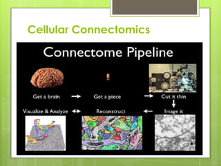 Cellular Connectomics
 
