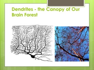 Dendrites - the Canopy of Our
Brain Forest
 