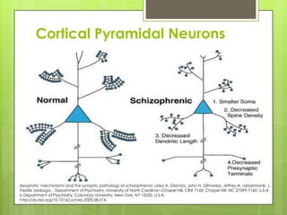 Cortical Pyramidal Neurons




Apoptotic mechanisms and the synaptic pathology of schizophrenia; Leisa A. Glantza, John H. Gilmorea, Jeffrey A. Liebermanb, L.
Fredrik Jarskoga, , Department of Psychiatry, University of North Carolina—Chapel Hill, CB# 7160, Chapel Hill, NC 27599-7160, U.S.A.
b Department of Psychiatry, Columbia University, New York, NY 10032, U.S.A.
http://dx.doi.org/10.1016/j.schres.2005.08.014,
 