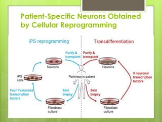 Patient-Specific Neurons Obtained
by Cellular Reprogramming
 
