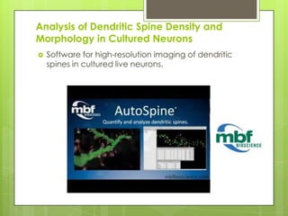 Analysis of Dendritic Spine Density and
Morphology in Cultured Neurons
   Software for high-resolution imaging of dendritic
    spines in cultured live neurons.
 
