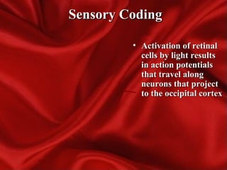 Sensory CodingSensory Coding
• Activation of retinalActivation of retinal
cells by light resultscells by light results
in action potentialsin action potentials
that travel alongthat travel along
neurons that projectneurons that project
to the occipital cortexto the occipital cortex
 