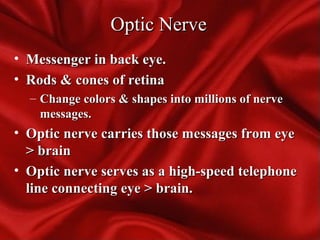 Optic NerveOptic Nerve
• Messenger in back eye.Messenger in back eye.
• Rods & cones of retinaRods & cones of retina
– Change colors & shapes into millions of nerveChange colors & shapes into millions of nerve
messages.messages.
• Optic nerve carries those messages from eyeOptic nerve carries those messages from eye
> brain> brain
• Optic nerve serves as a high-speed telephoneOptic nerve serves as a high-speed telephone
line connecting eye > brain.line connecting eye > brain.
 