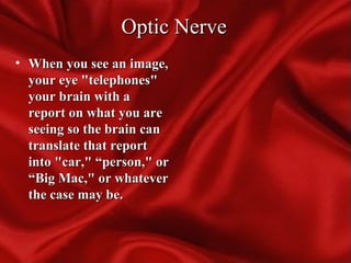 Optic NerveOptic Nerve
• When you see an image,When you see an image,
your eye "telephones"your eye "telephones"
your brain with ayour brain with a
report on what you arereport on what you are
seeing so the brain canseeing so the brain can
translate that reporttranslate that report
into "car," “person," orinto "car," “person," or
“Big Mac," or whatever“Big Mac," or whatever
the case may be.the case may be.
 