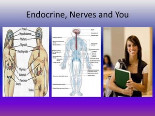 Endocrine, Nerves and You
 