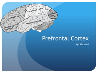 Prefrontal Cortex
Aya Alasnari
 