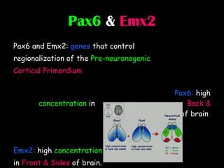 Pax6  &  Emx2 Pax6 and Emx2:  genes  that control  regionalization of the  Pre-neuronogenic   Cortical Primordium   Pax6:  high  concentration  in  Back & Middle  of brain  Emx2:  high  concentration   in  Front & Sides  of brain.  