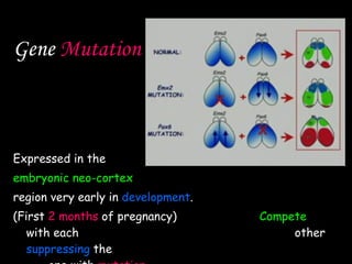 Gene  Mutation Expressed in the  embryonic neo-cortex   region very early in  development .  (First  2 months  of pregnancy)   Compete   with each  other  suppressing   the  one   with  mutation  