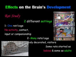 Effects   on the Brain’s   Development Rat Study 2  different  settings 1-  One  rat/cage No   activity , contact,  input or companionship 2-  Many  rats/cage Toys , nicely decorated, visitors  Some rats started as  babies  & some as  adults 