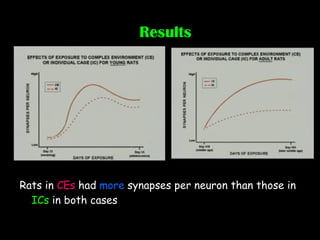 Results Rats in  CEs  had  more  synapses per neuron than those in  ICs  in both cases 