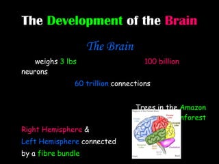 The  Development  of the  Brain The Brain weighs  3 lbs 100 billion  neurons 60 trillion  connections  Trees in the  Amazon Rainforest Right Hemisphere  &  Left Hemisphere  connected  by a  fibre bundle 
