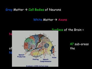 Grey   Matter     Cell Bodies  of Neurons White  Matter     Axons Surface  of the Brain =  Neocortex 47   sub-areas of  the  Neocortex 