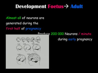 Development  Foetus    Adult Almost all  of neurons are  generated during the  first half  of  pregnancy Produce  200 000  Neurons  / minute   during  early  pregnancy 