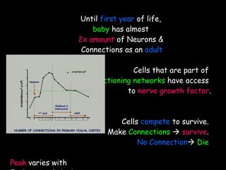 Until   first year   of life,   baby   has almost   2x amount   of Neurons &   Connections as   an   adult Cells that are part of  functioning networks  have access  to  nerve growth factor . Cells  compete  to survive.  Make  Connections      survive .  No Connection   Die   Peak  varies with  Each  area  of the brain,  but same  pattern 